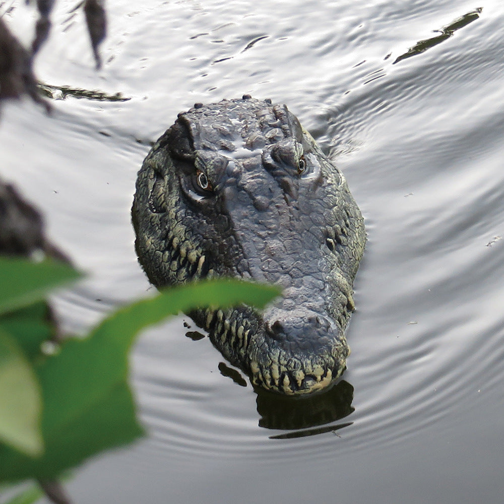 Wander & Wake™ Remote Control Crocodile Boat | Realistic RC Water Toy