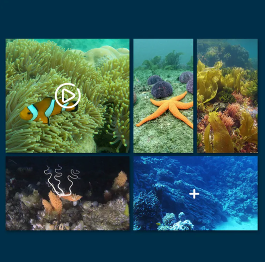 Wander & Wake™ Underwater Camera RC Boat | Remote-Control Explorer with Live Video - Wander & Wake